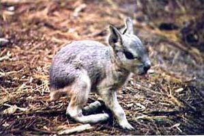 Baby Patagonian Cavy