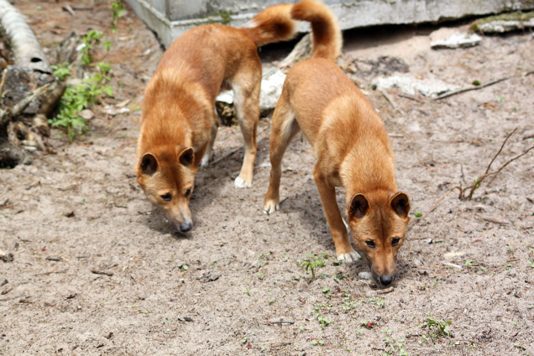 are new guinea singing dogs feral
