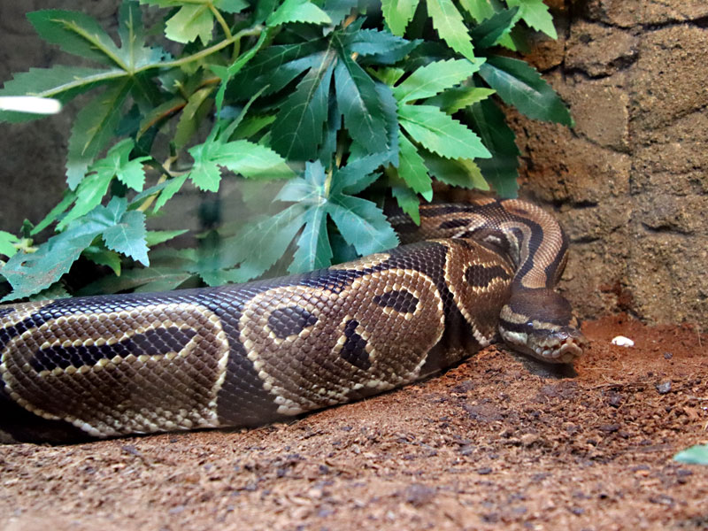 Tropical Building at GarLyn Zoo Wildlife Park