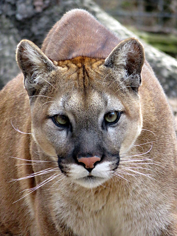 Cougar at GarLyn Zoo in Michigan's Upper Peninsula