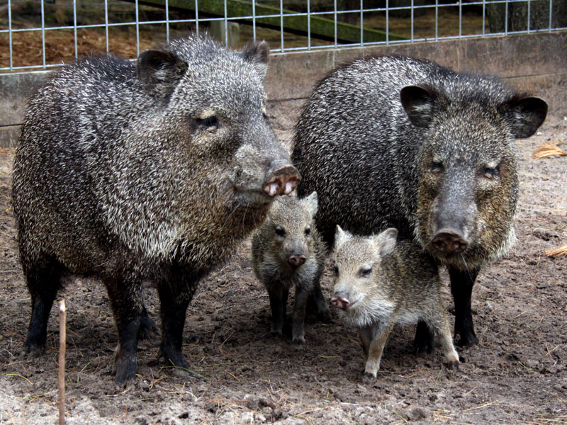 Peccary or Javelina and babies. 