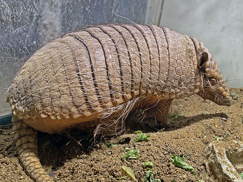 6 Banded Armadillo at GarLyn Zoo Wildlife Park