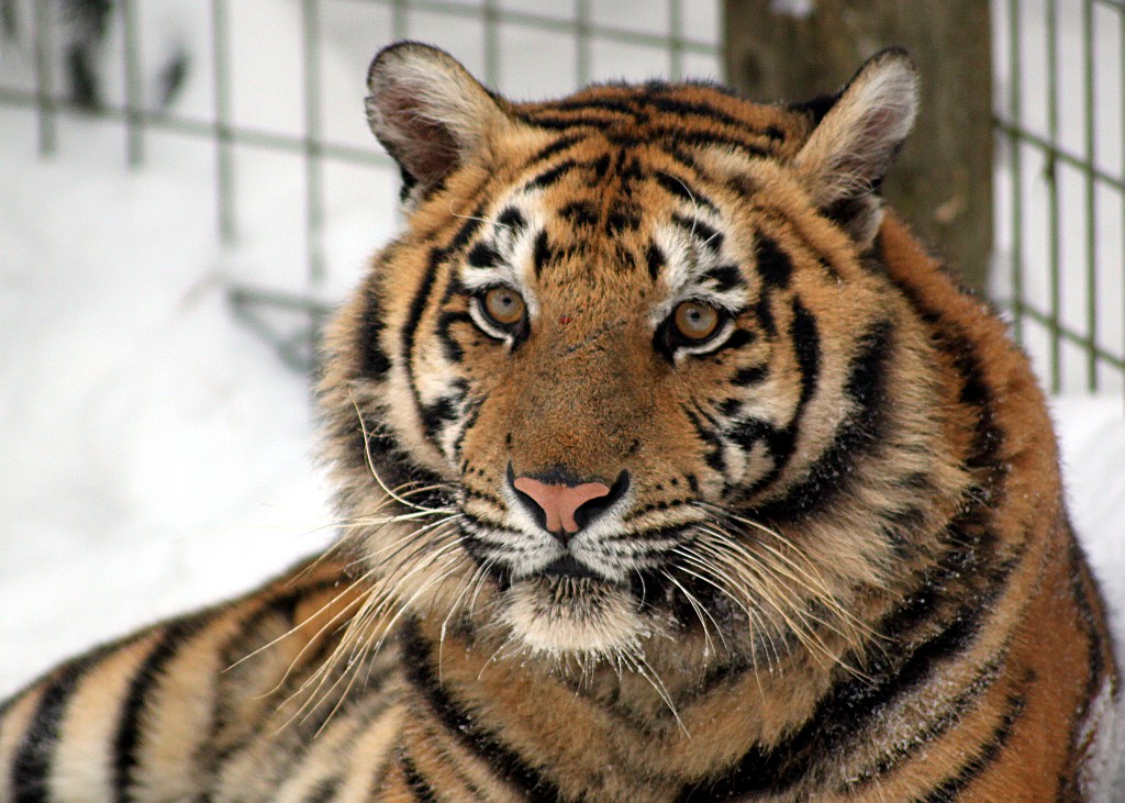 Siberian or Amur Tigers at GarLyn Zoo Wildlife Park