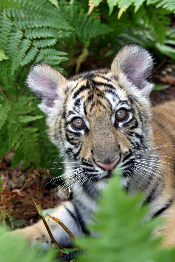 Siberian or Amur Tigers at GarLyn Zoo Wildlife Park